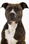 American Staffordshire Terrier. Staffordshire Bull Terrier