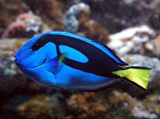 Blue Tang Fish