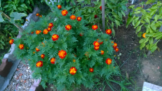 Marigolds are grown in gardens as natural insect-repellents.