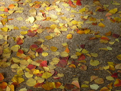 Hojas caídas en el Jardín Botánico de Valencia