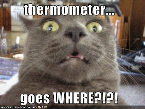 Labels: Funny Cats pictures of funny cats. Labels: Funny Cats