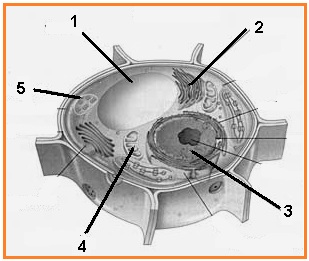 BIOLOGI GONZAGA UJIAN CELL 1