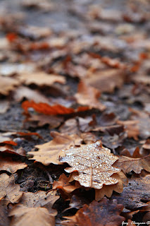 Automne au Bas Cuvier en Forêt de Fontainebleau