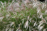 Miscanthus sinensis