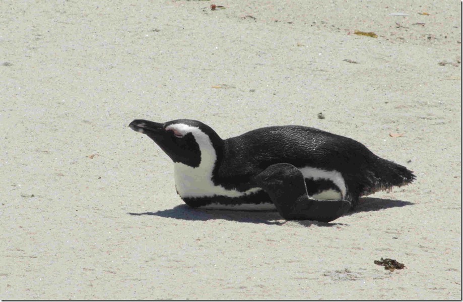 small penguin lying