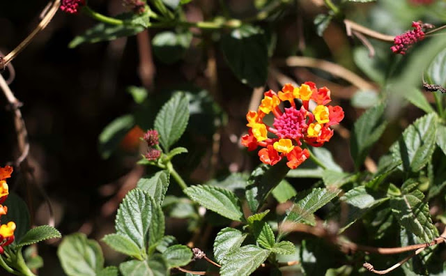 Lantana Flowers Pictures