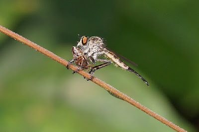robber fly, insect predator, Asilidae, leaf hopper, sucking moutparts