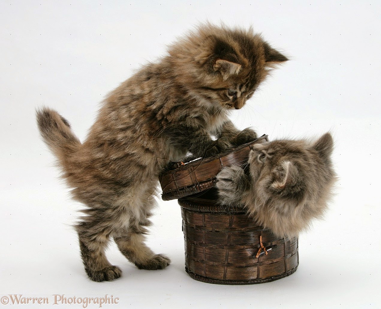 Lihat Lil Bub Kucing  Imut Tak Bisa Tumbuh Besar Merdeka 