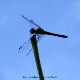 Dance of the Dragonfly step 6