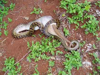 foto ular python kecil makan kangguru