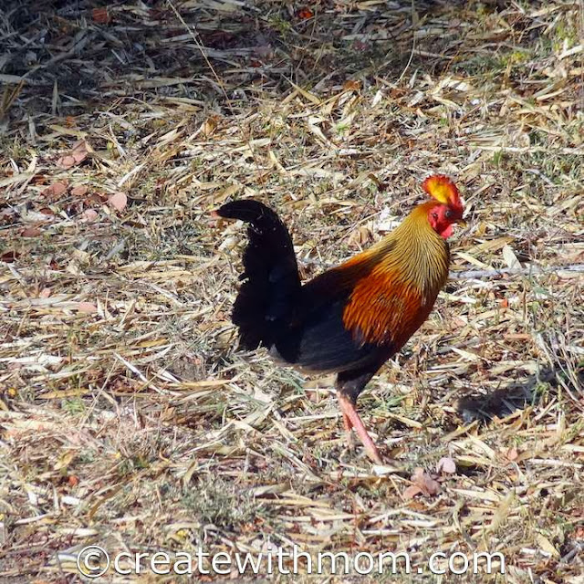 wild fowl sri lanka