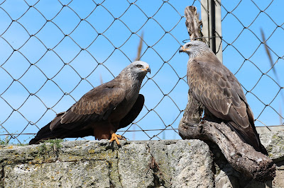 Zwarte Wouw - Swarte Glee - Milvus migrans