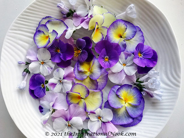 Pansies, violas, purple, yellow and white, Viriginia Bluebells