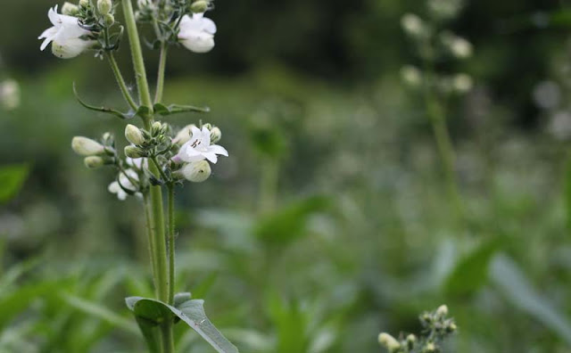 Foxglove Beardtongue Flowers Pictures