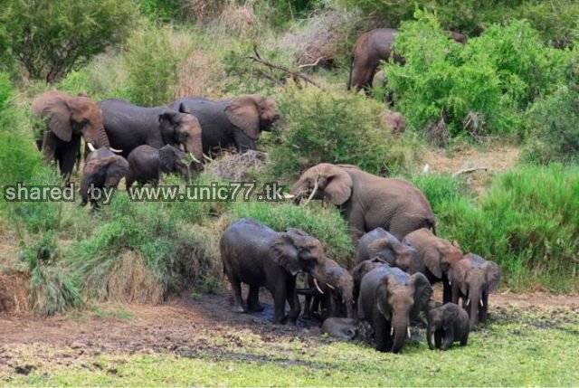 elephants_to_the_640_05.jpg (640×429)