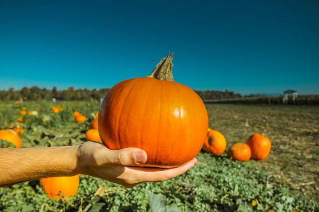 Pie Pumpkins are Small Enough to Hold in One Hand