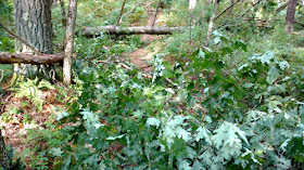tree down across trail