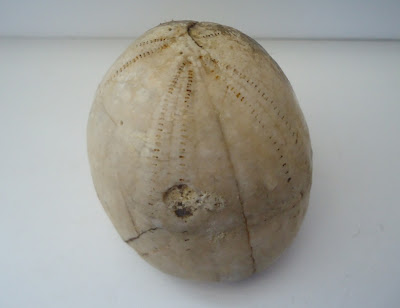 Fossil Sea Urchin Echinoid