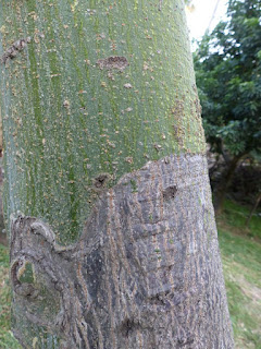 Pistache arbuste - Noisetier de Cayenne - Pachira glabra - Bombacopsis glabra