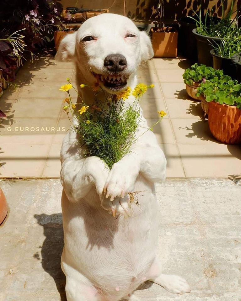 This dog brings you some flowers