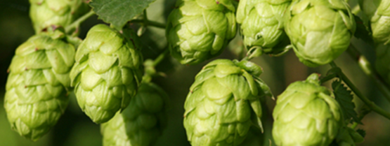 add hops to home brew beer