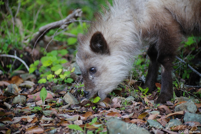 Baby Serow's photo in Matsuida Town Kanagawa