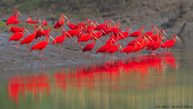 Guará vermelho - Conhecido também como guará-verme, guará-rubro e guará-piranga (em tupi, ave vermelha). 