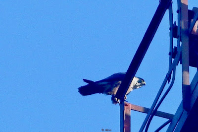 "Peregrine Falcon (Shaheen) Falco peregrinus, resident perched atop radio tower."