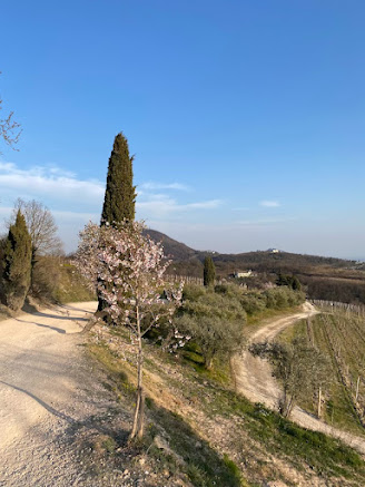 Monte Fasolo Colli Euganei passeggiate