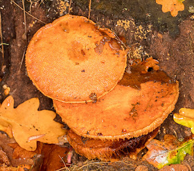 Gymnopilus penetrans, Common Rustgill.  Hayes Common, 16 November 2016.