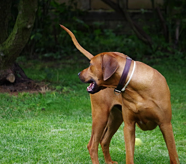 Can Dogs Eat Fennel? Is it safe for dogs to eat Fennel?