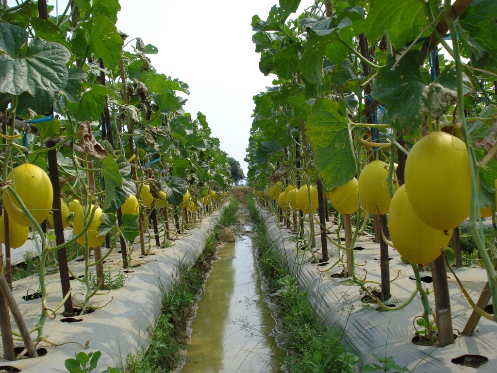 Gema Wirausaha Buah  Melon Eksklusif Prospek Pasarnya 