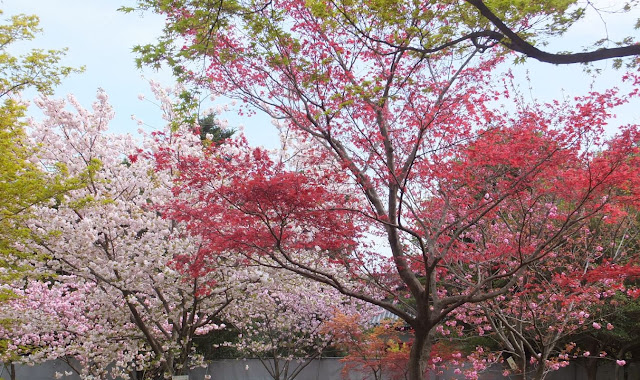 Cherry Blossoms Ninomaru Palace gardens Nijo Castle, Kyoto