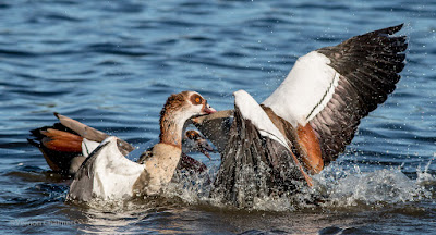 Egyptian Geese Action Photography - Woodbridge Island, Cape Town