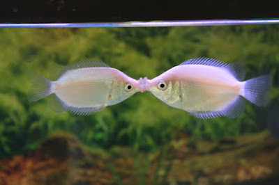 Kissing gourami - Helostoma temminckii