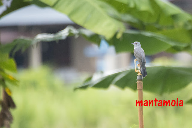 plaintive cuckoo (Cacomantis merulinus)