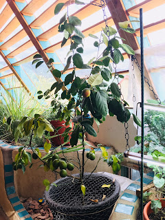 trowel-and-error-indoor-lemons