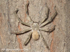 Huntsman Spider