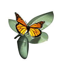 membuat animasi kupu kupu  bergerak  di blog