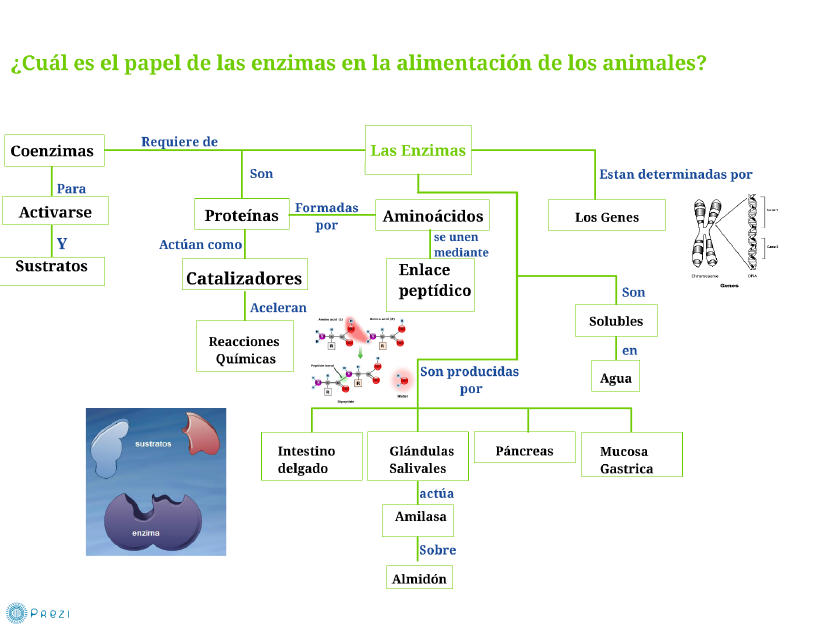 http://prezi.com/kfdgxw2ep3yx/las-enzimas/