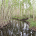 เมือง Aarhus, ประเทศเดนมาร์ก เลิกปลูกต้น Birch แก้ปัญหาโรคภูมิแพ้ชาวเมือง