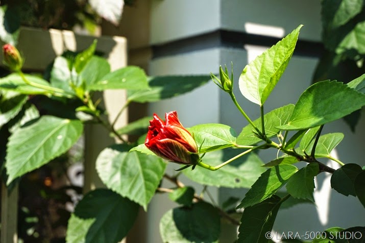 DSC00252