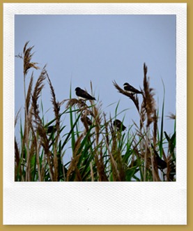 Tree Swallows on Phragmites D7K_2479 August 06, 2011 NIKON D7000 Tree Swallows on Phragmites D7K_2479 August 06, 2011 NIKON D7000