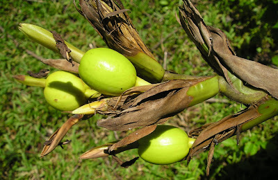 kayaskason alpinia ginger Siargao Island, Philippines