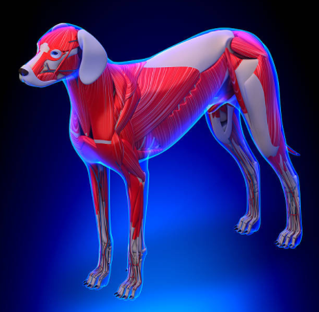 anatomia-cao-anatomy-dog-veterinaria