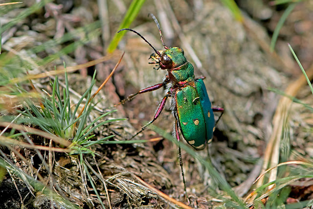 Cicindela campestris the Green Tiger Beetle