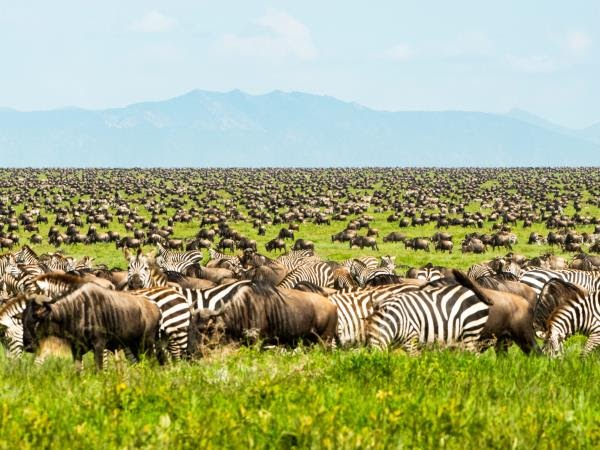 Join Wildebeest Migration Safari Tours and Witness the Biggest Land Animal Migration in Africa!