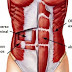 Los Músculos De La Pared Anterolateral Del Abdomen 