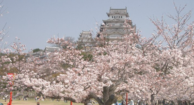 Exploring Japan: The Tradition of Hanami