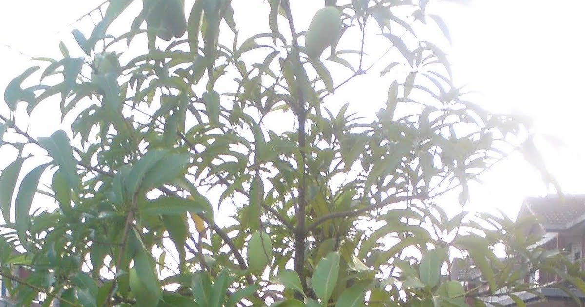 Siapakah kita disisinya: Pokok Mangga Kami